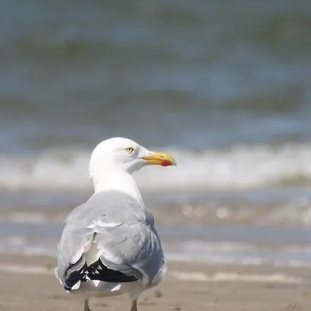 Nordseeurlaub-auf-amrum Appartement Wittdün